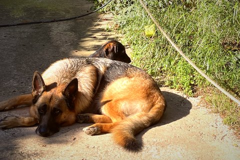 Dog relaxing on the terrace at Mas Santa Caterina
